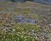 060 Svalbard Flora