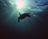 229 Sea Turtle Silhouette