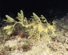 268 Leafy Sea Dragon