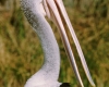 235 Adelaide Pelican